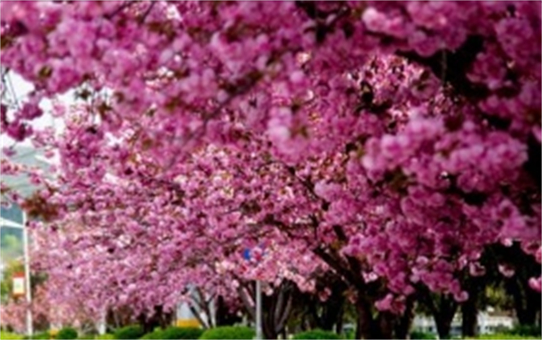 乡情散文朗读视频,乡情散文欣赏