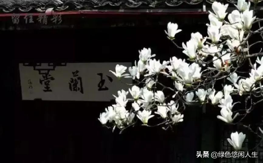 玉堂春富贵指哪些花,玉堂锦绣富贵春寓意