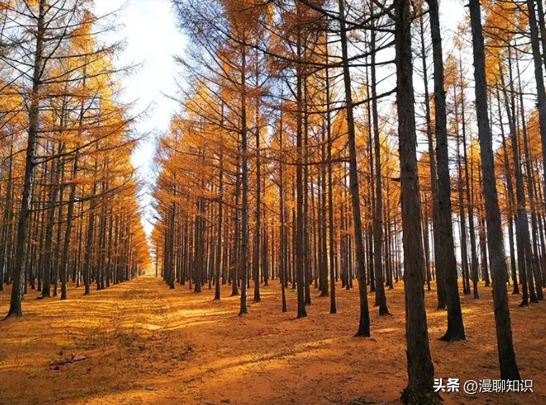 落叶松根部含二氢槲皮素功效,落叶松对人体有什么好处