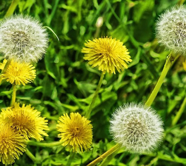 倪海厦讲神农本草经蒲公英,中医认为蒲公英具有清热解毒