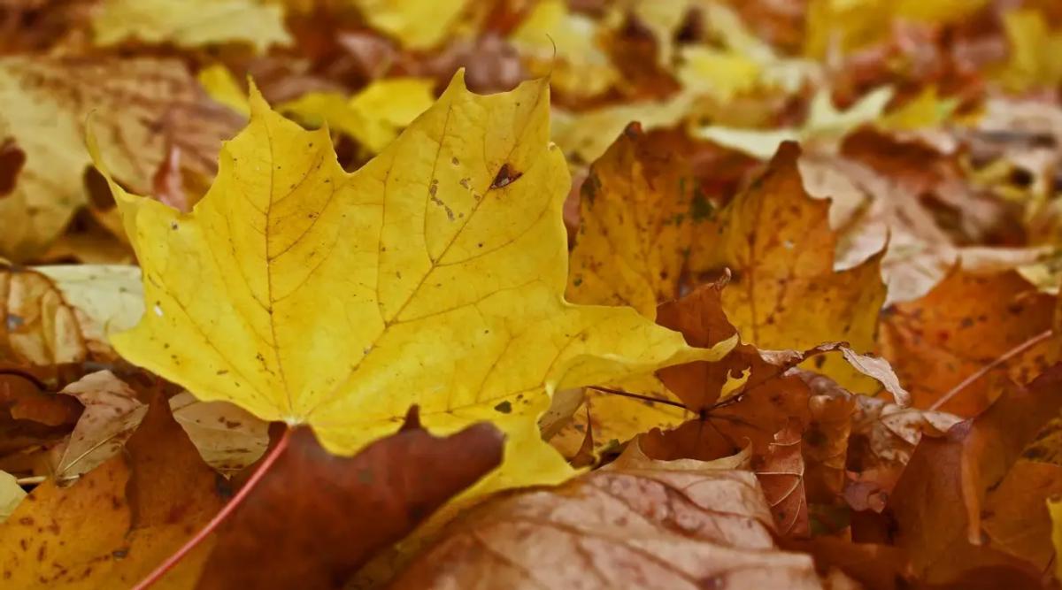 入秋不喝奶茶,入秋秋茶