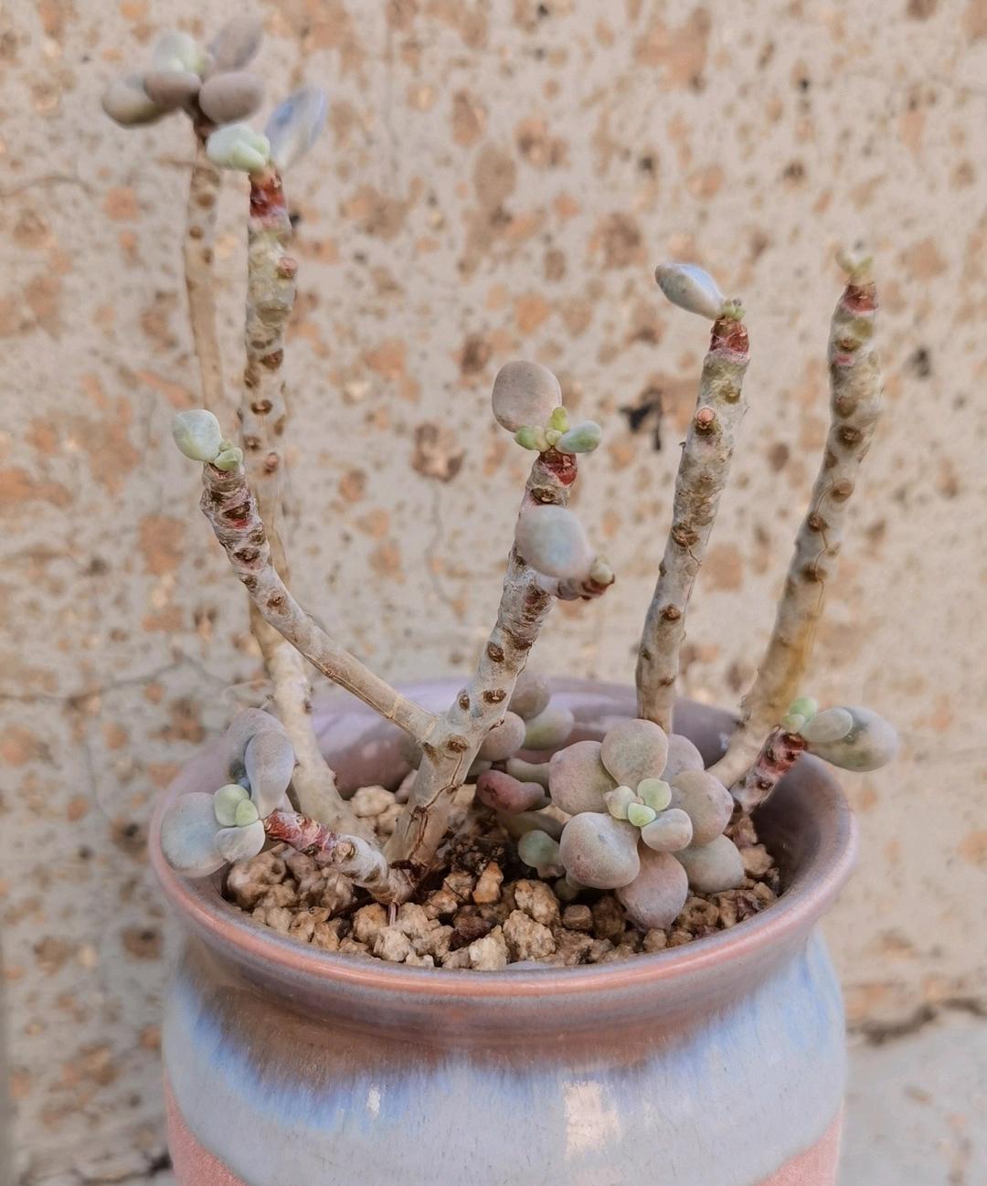 春天如何拯救掉光叶片的多肉,夏季要不要把多肉的枯叶去掉