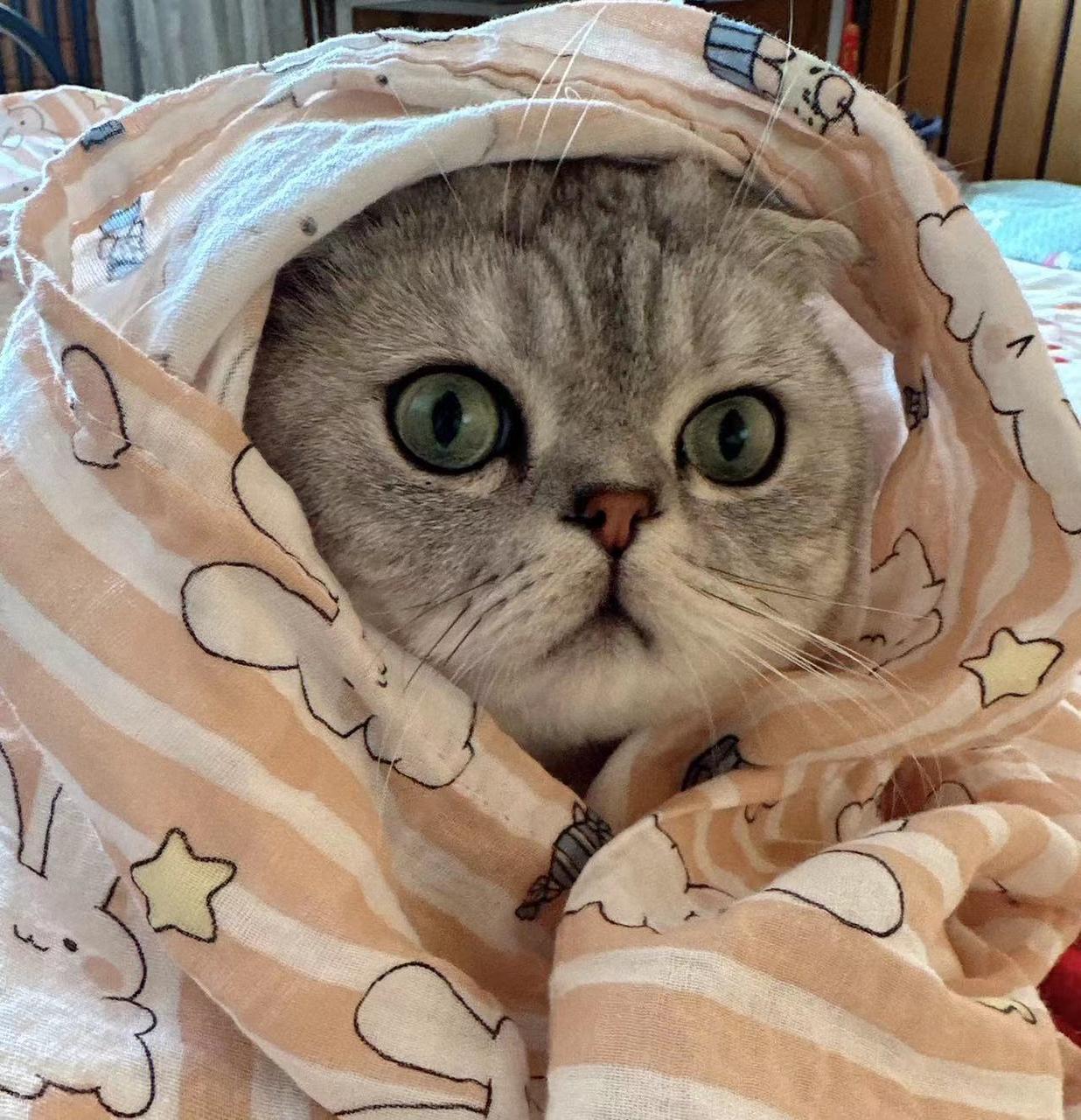 自述|古言爆款《缚春情》作者任欢游：我想成为有影响力的作者