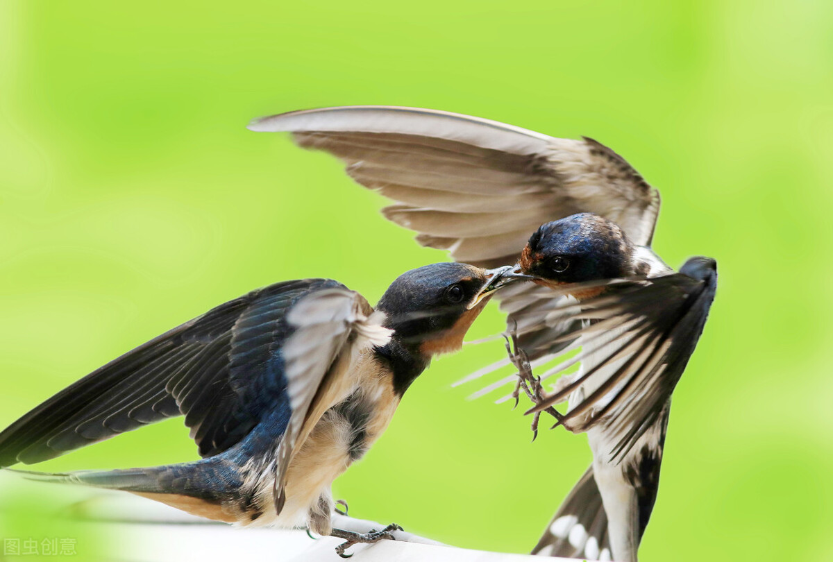 谁言寸草心报得三春晖的解释,谁言寸草心报得三春晖什么意思