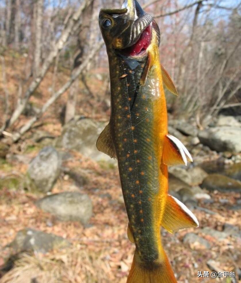 正宗老东北美食,二十多年的老东北美食