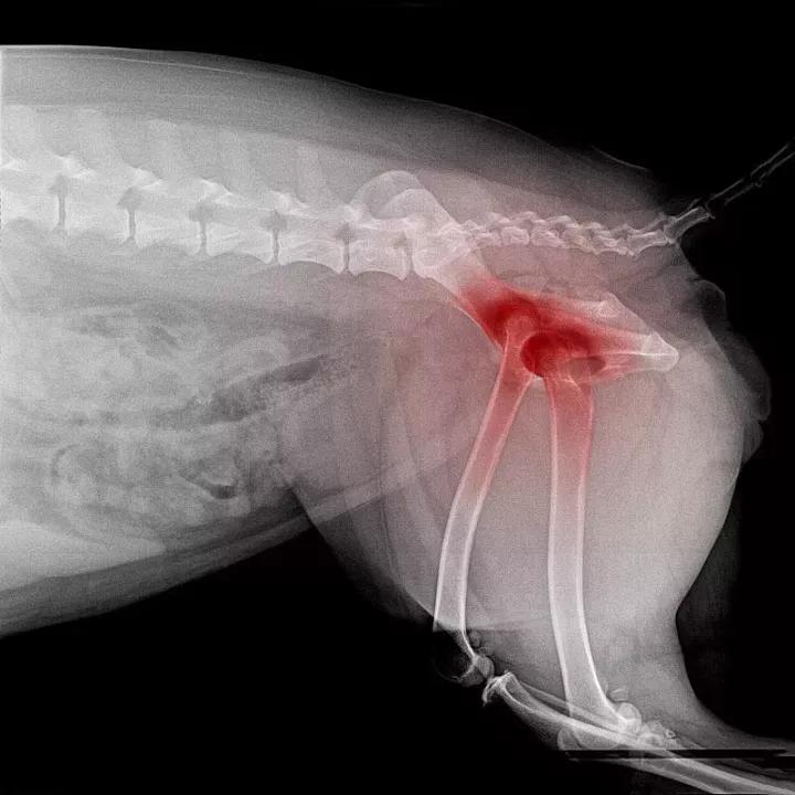 小奶狗被大狗咬伤怎么办,小狗被大狗咬伤了怎么处理