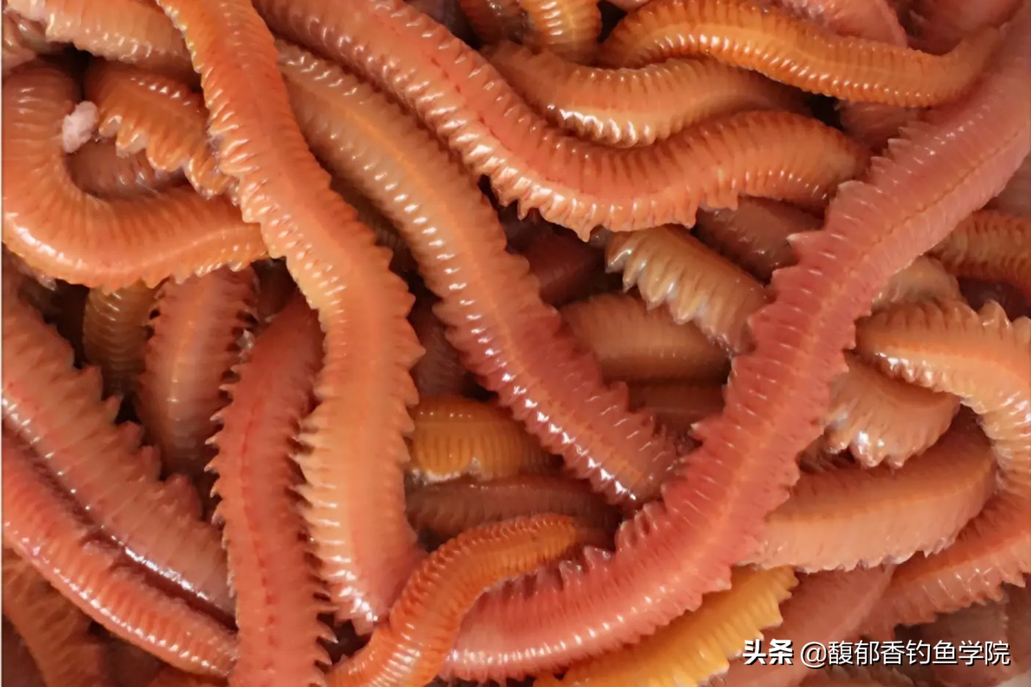 海钓效果最好的鱼饵沙蚕,青沙蚕和红沙蚕哪个海钓效果好