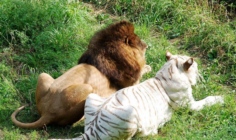 日本人兽杂交实验被允许，这是否违背伦理常纲？是创新还是灾难？