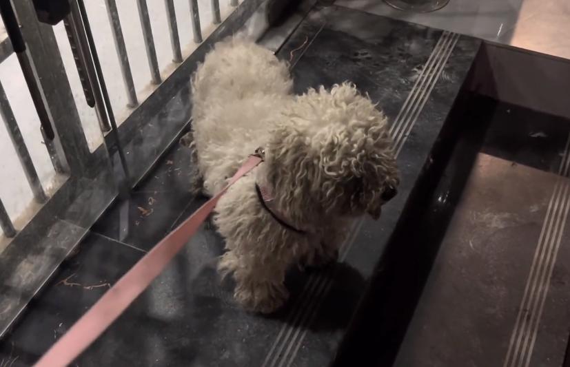 流浪小比熊到宠物店剪毛,在公园给比熊剪毛视频