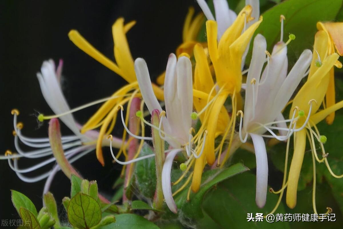 抗病毒消炎药中成药,消炎抗病毒的中成药有哪些