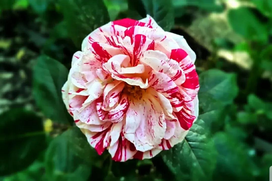 月季蔷薇玫瑰三者的区别图,蔷薇月季玫瑰的区别和联系