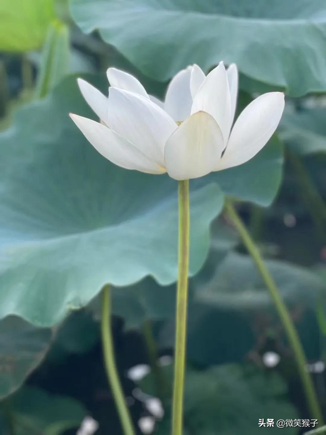 城市里的氧吧,广州番禺莲花山旅游区