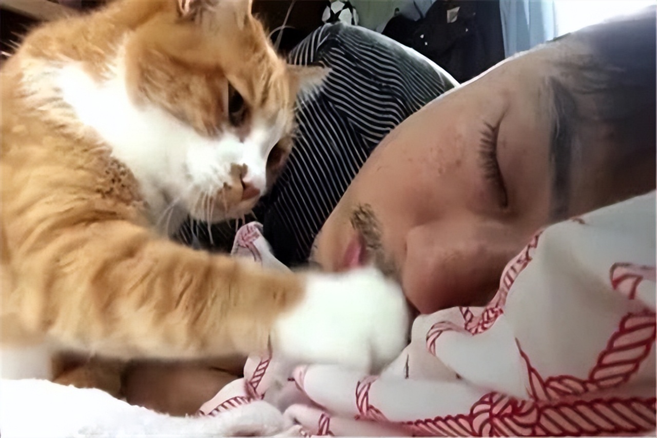 猫咪每天早上来要求摸摸怎么回事,猫咪摸摸头