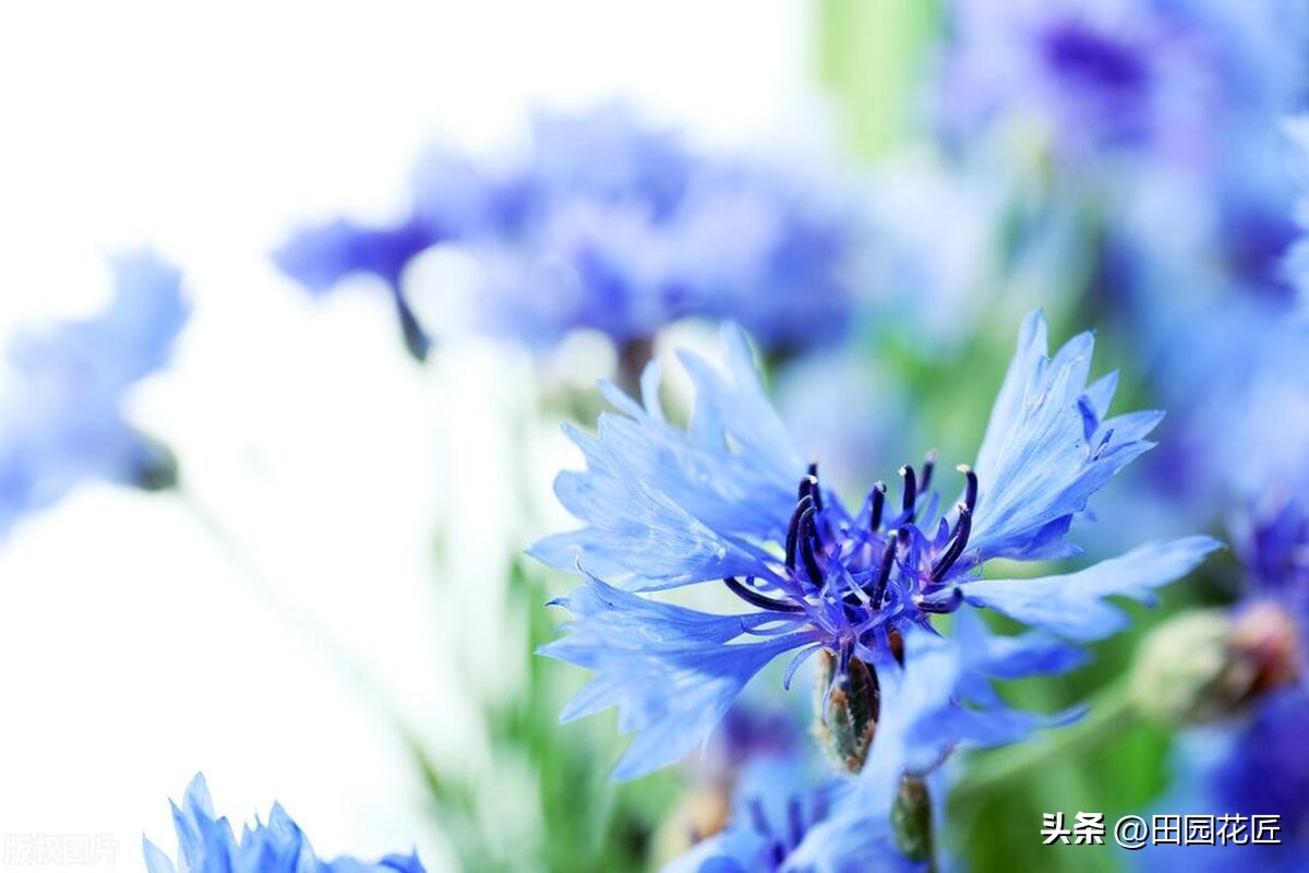 矢车菊好看又好养,矢车菊是草花吗怎么养