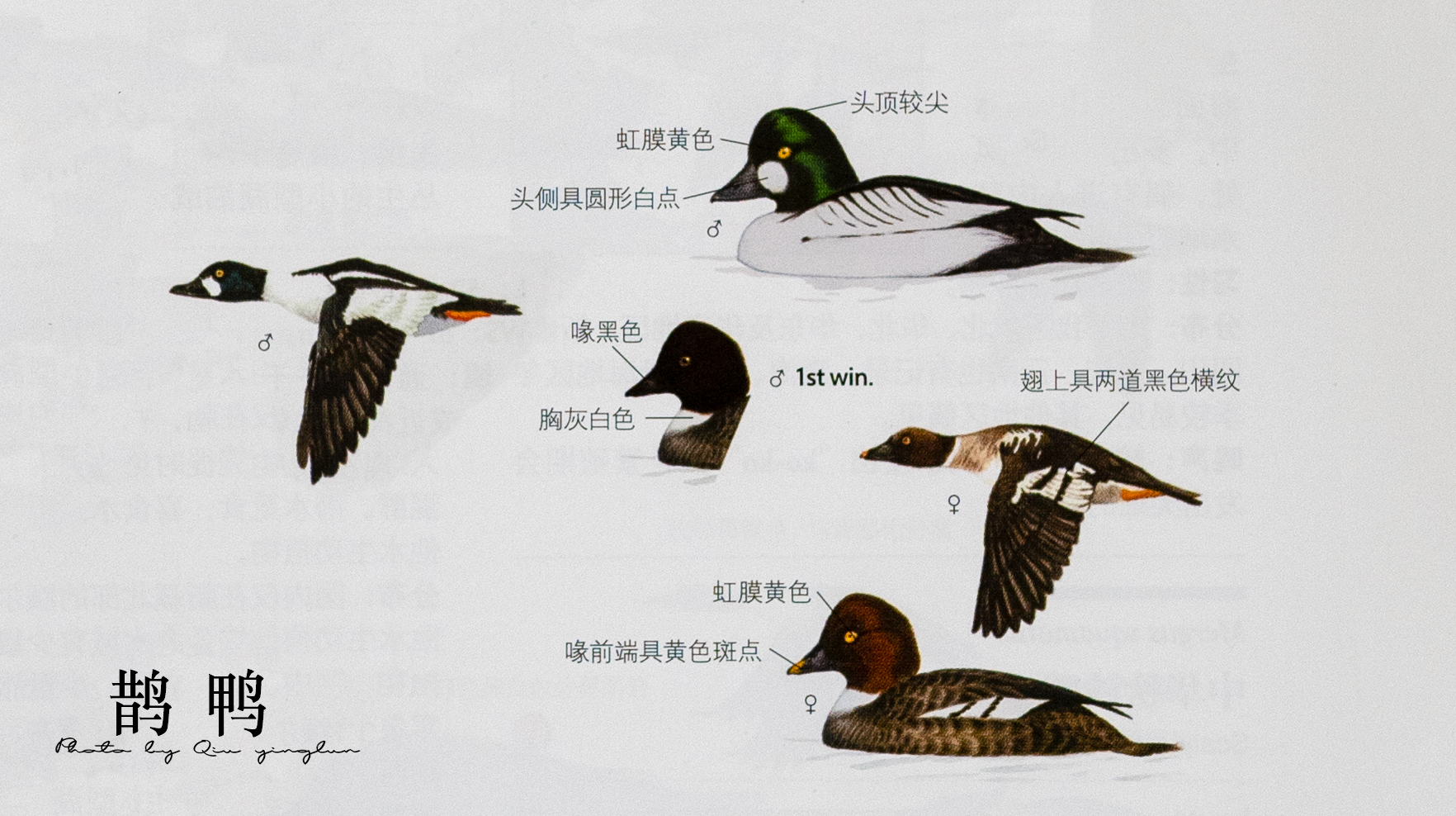 涓滄睙鎻借儨,涓滄睙鎻借儨楦熺被