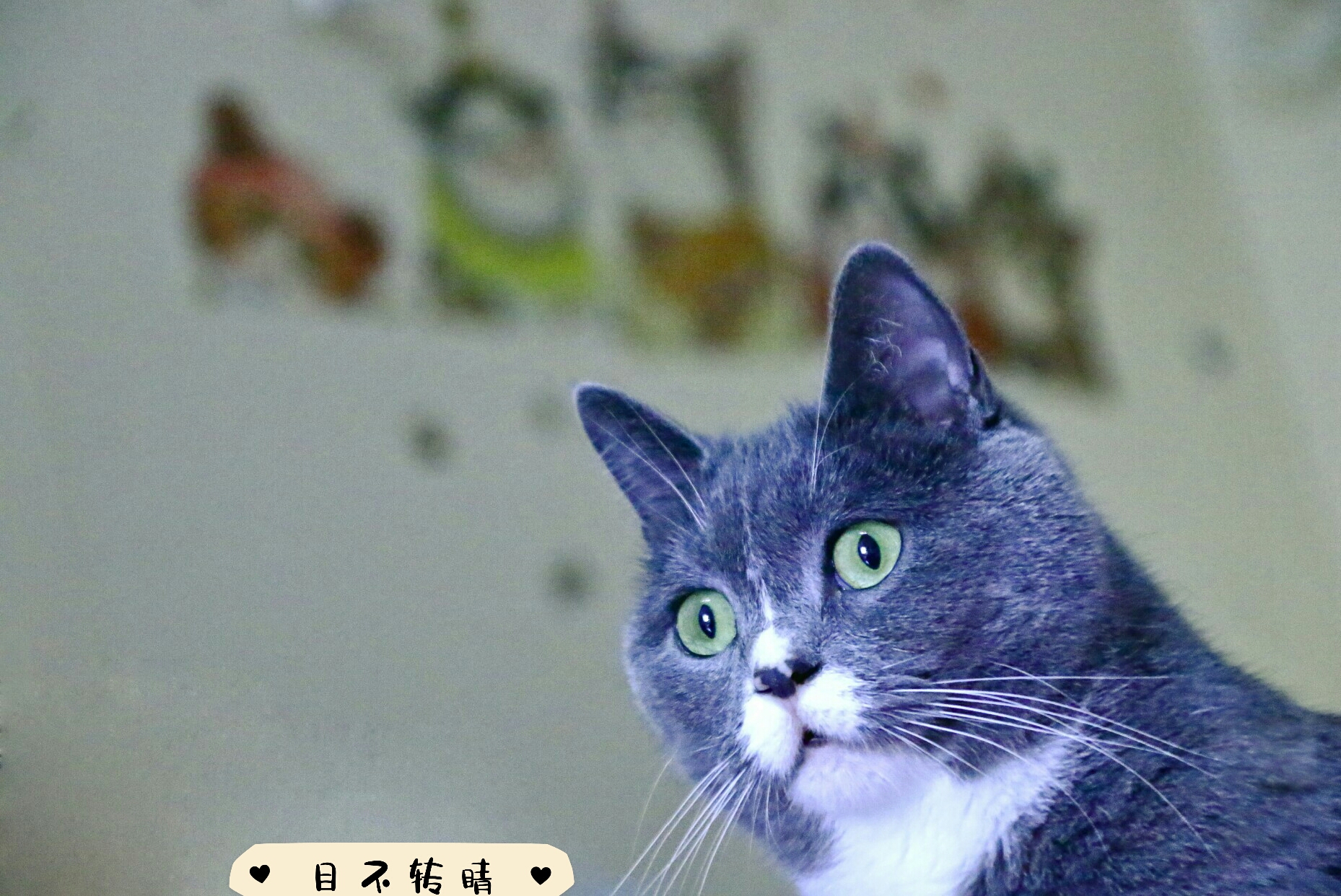 养猫记全集播放,恋猫记2