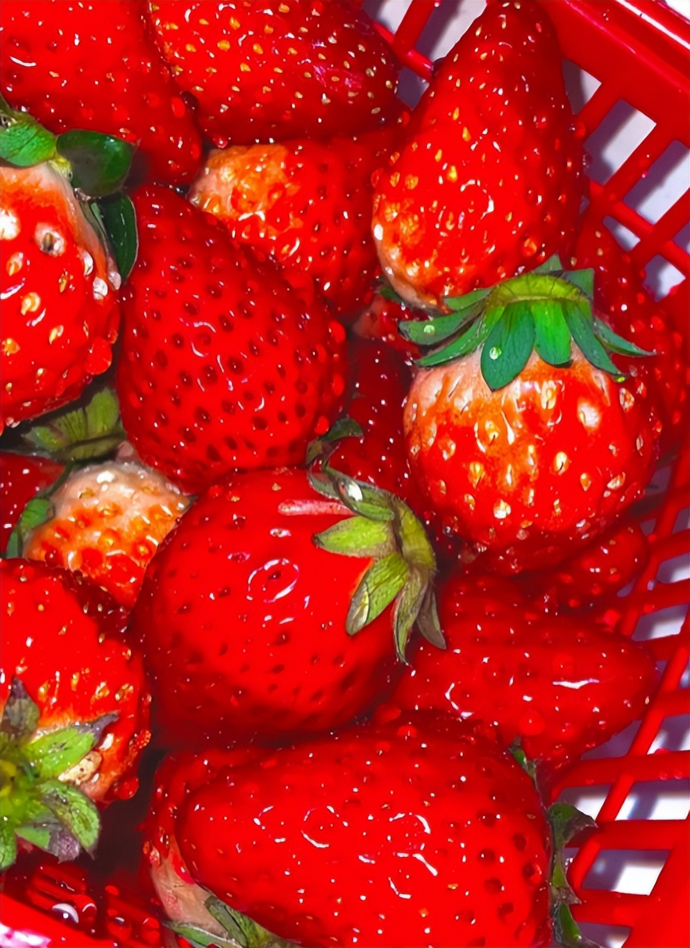 草莓批发的套路,市场上卖的草莓哪三种不能买