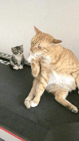 搞笑gif动图这位大哥性子很急啊,gif动图用不了