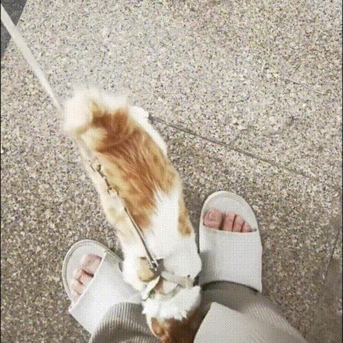 被主人拴着的猫,被邻居拴在楼道的小猫咪