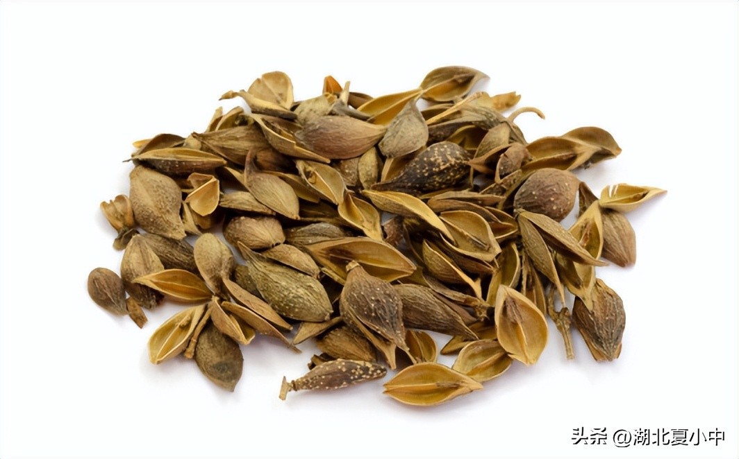 夏天清热解毒、疏风散热必备——金银花