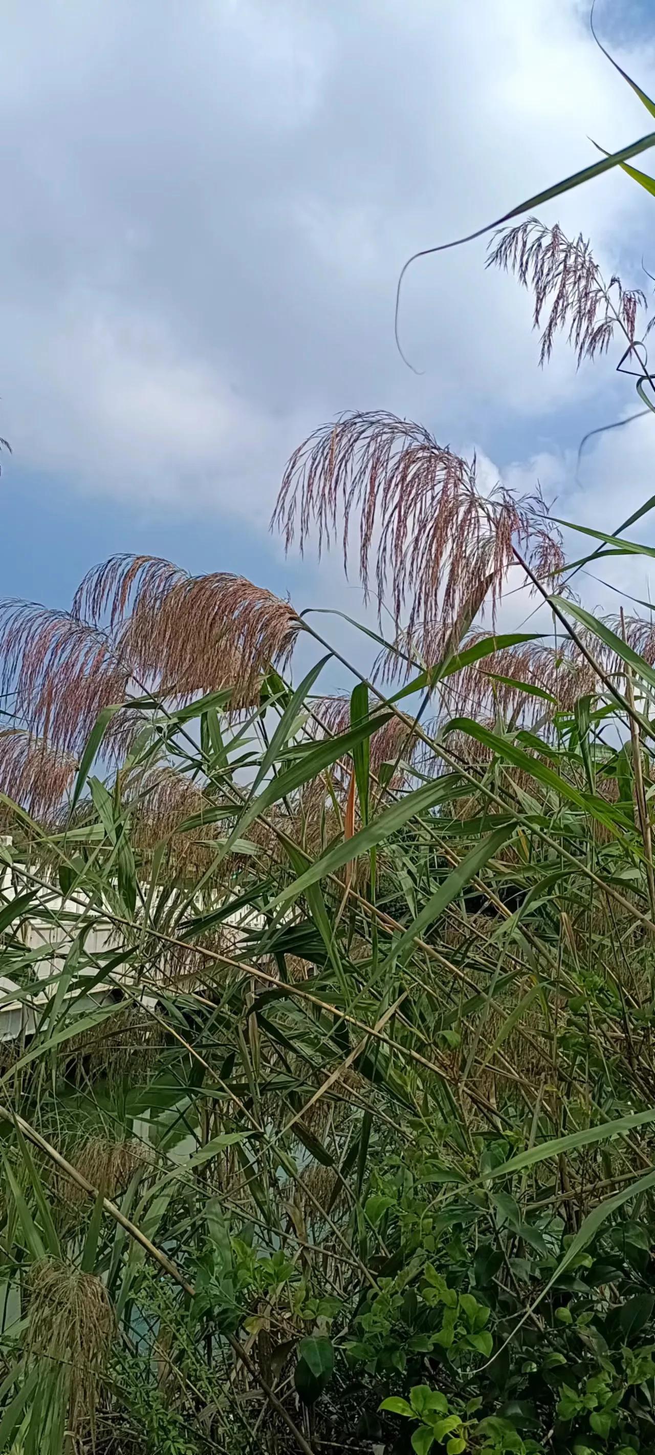 妤氭渤椋庢櫙,妤氭渤鏅壊