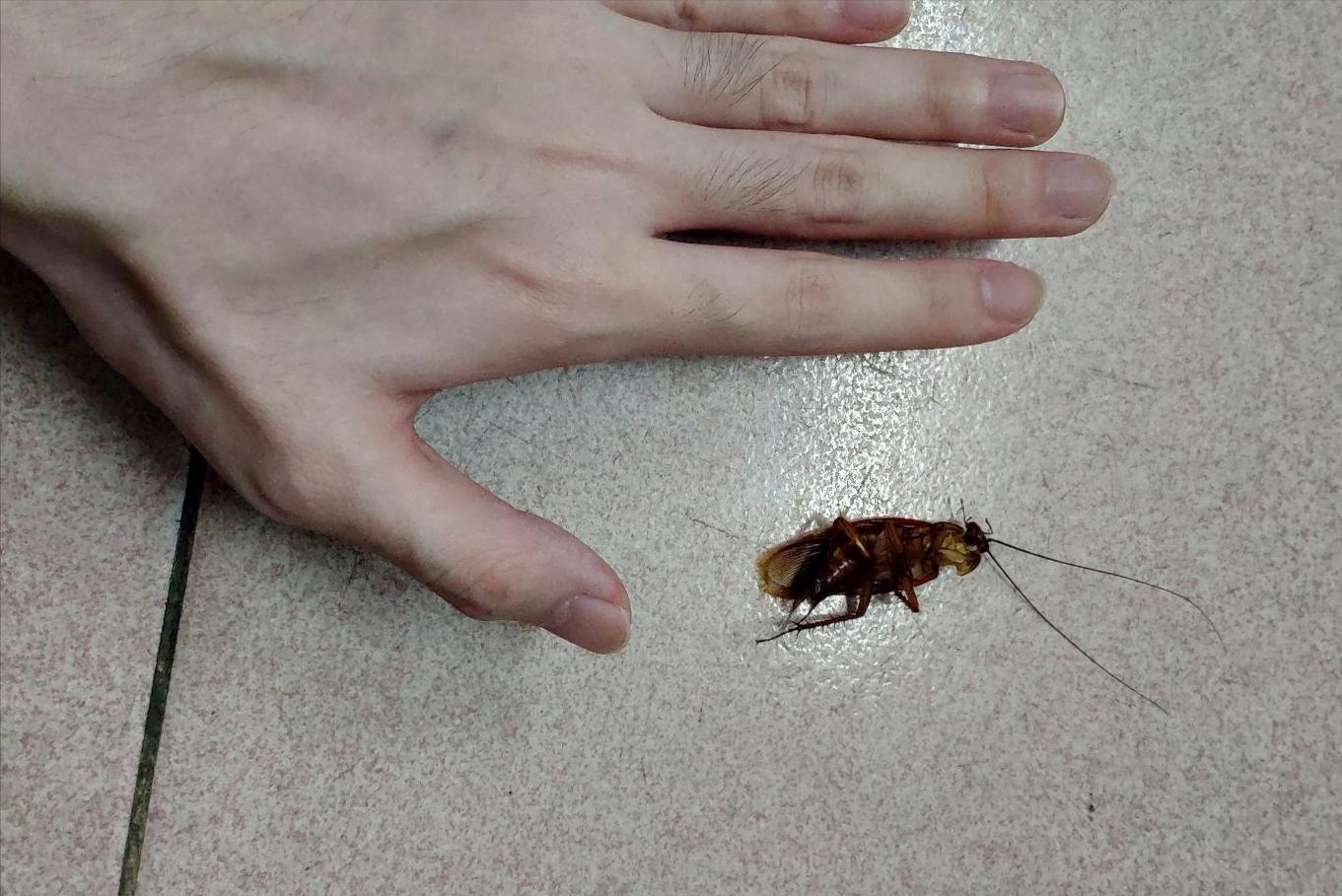 看不见蟑螂但是蟑螂在家里怎么办,家里平常看不到蟑螂怎么有蟑螂屎