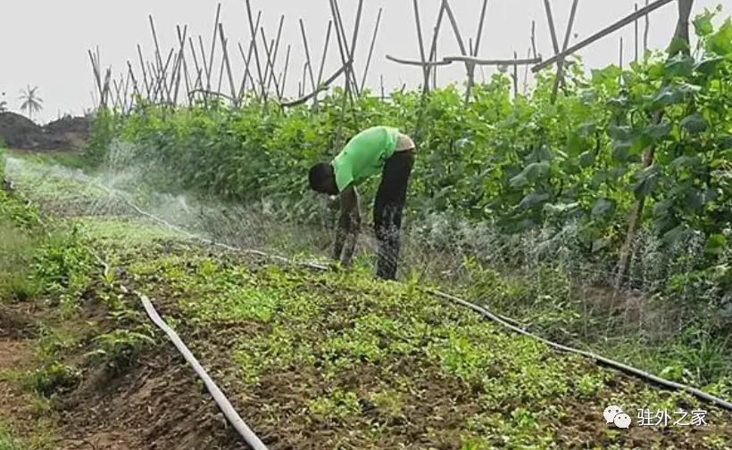 去非洲开农场，比挖金更赚钱？