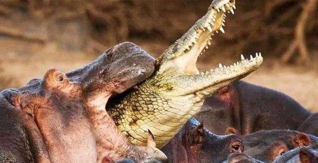 河马的的大牙到底有多锋利,河马骨头复原剑齿虎