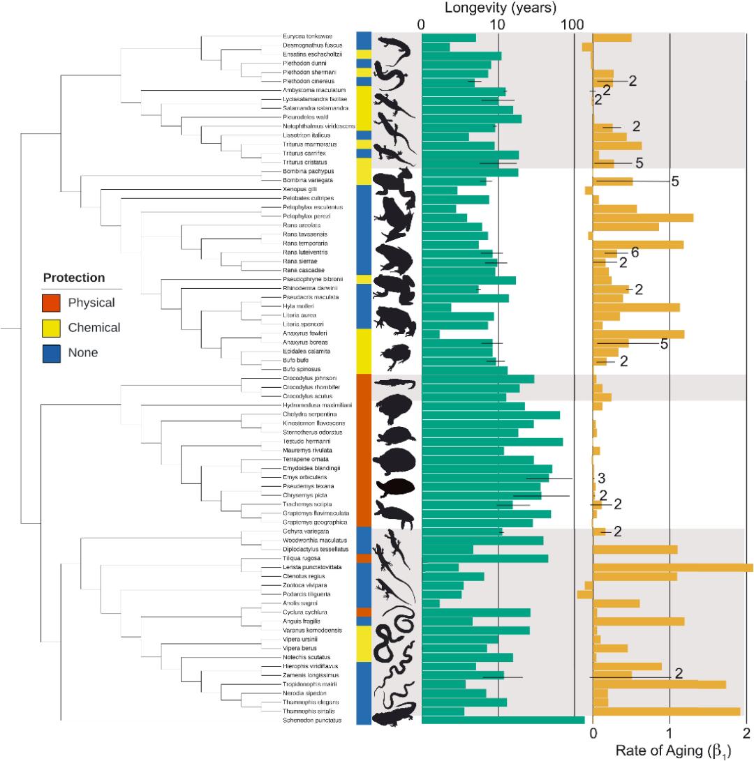 乌龟身体的大秘密,乌龟长寿的奥秘是新陈代谢慢