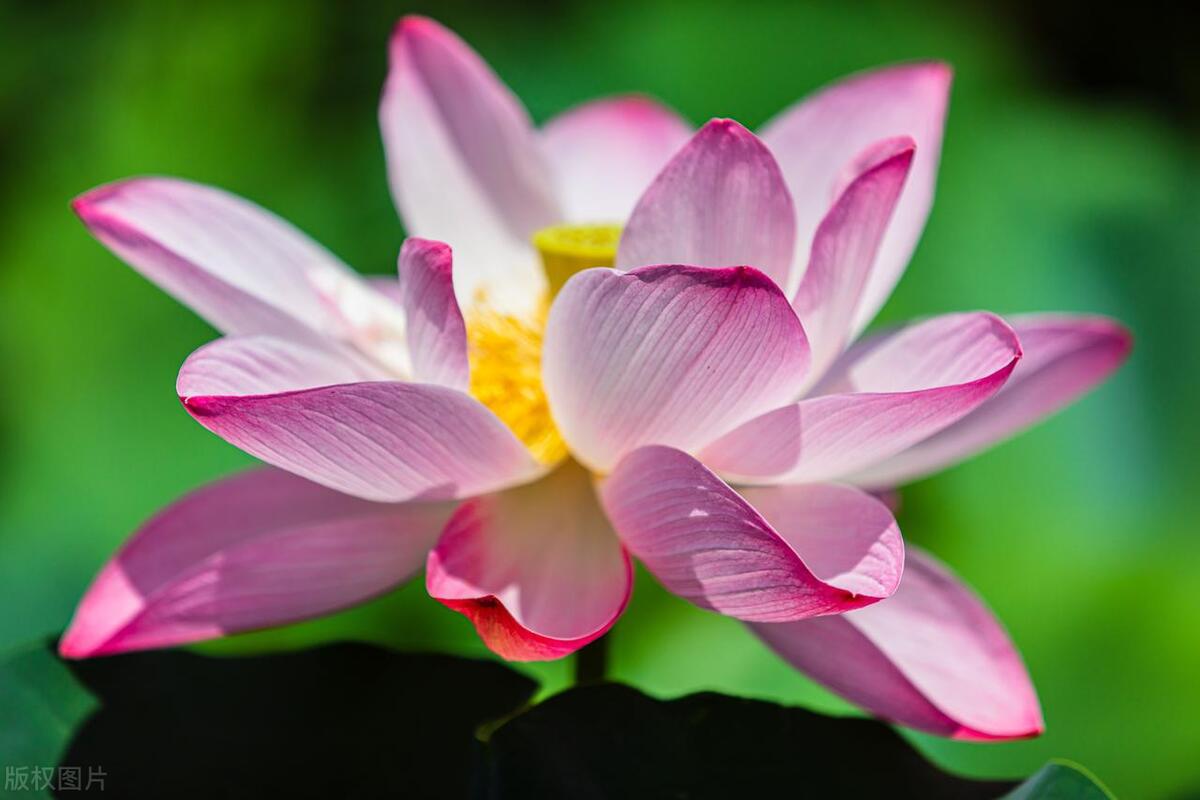 诗仙李白的一生纪录片解说稿,诗仙李白的一生是怎样的呢