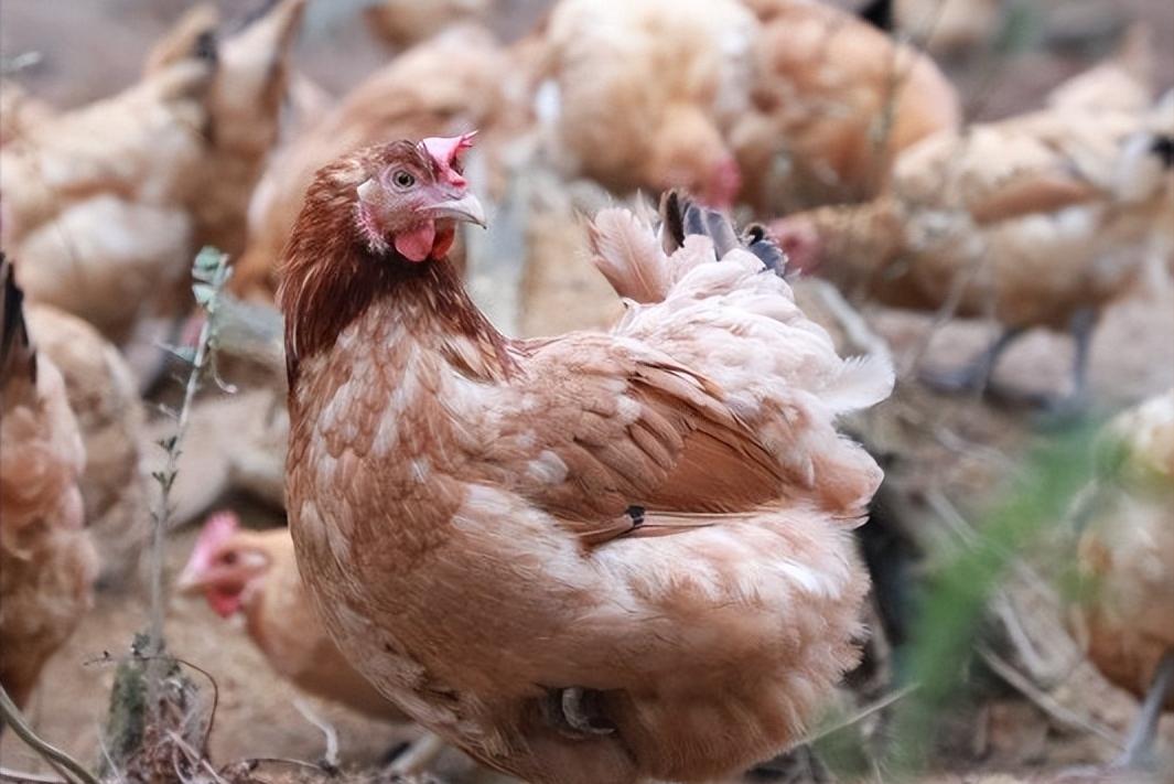 绿壳蛋鸡的养殖全过程,绿壳蛋鸡的正确养殖方法