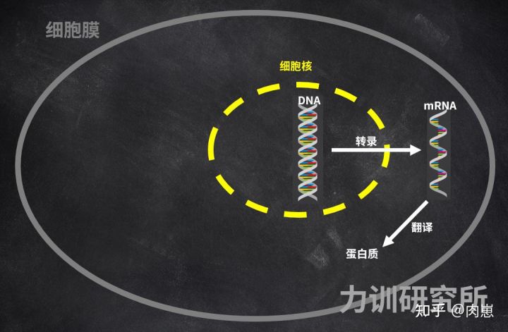 健身增肌的原理是什么,健身增肌原理动作讲解