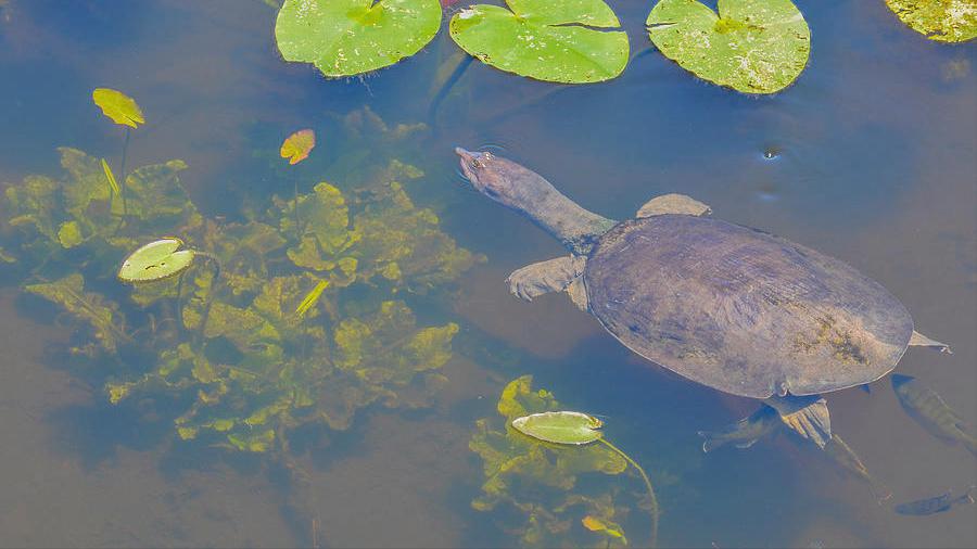 佛罗里达鳖为什么就破坏了生态,佛罗里达鳖是云南入侵物种吗