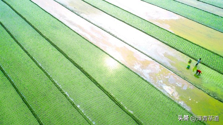 谷雨适合喝什么茶,谷雨喝什么茶叶