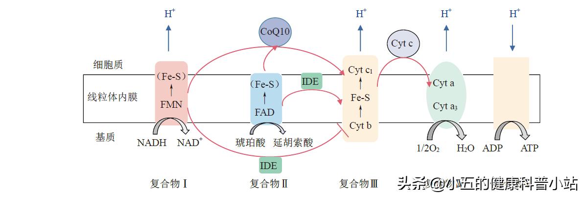 艾地苯醌治疗帕金森症状,艾地苯醌片对帕金森病有用吗