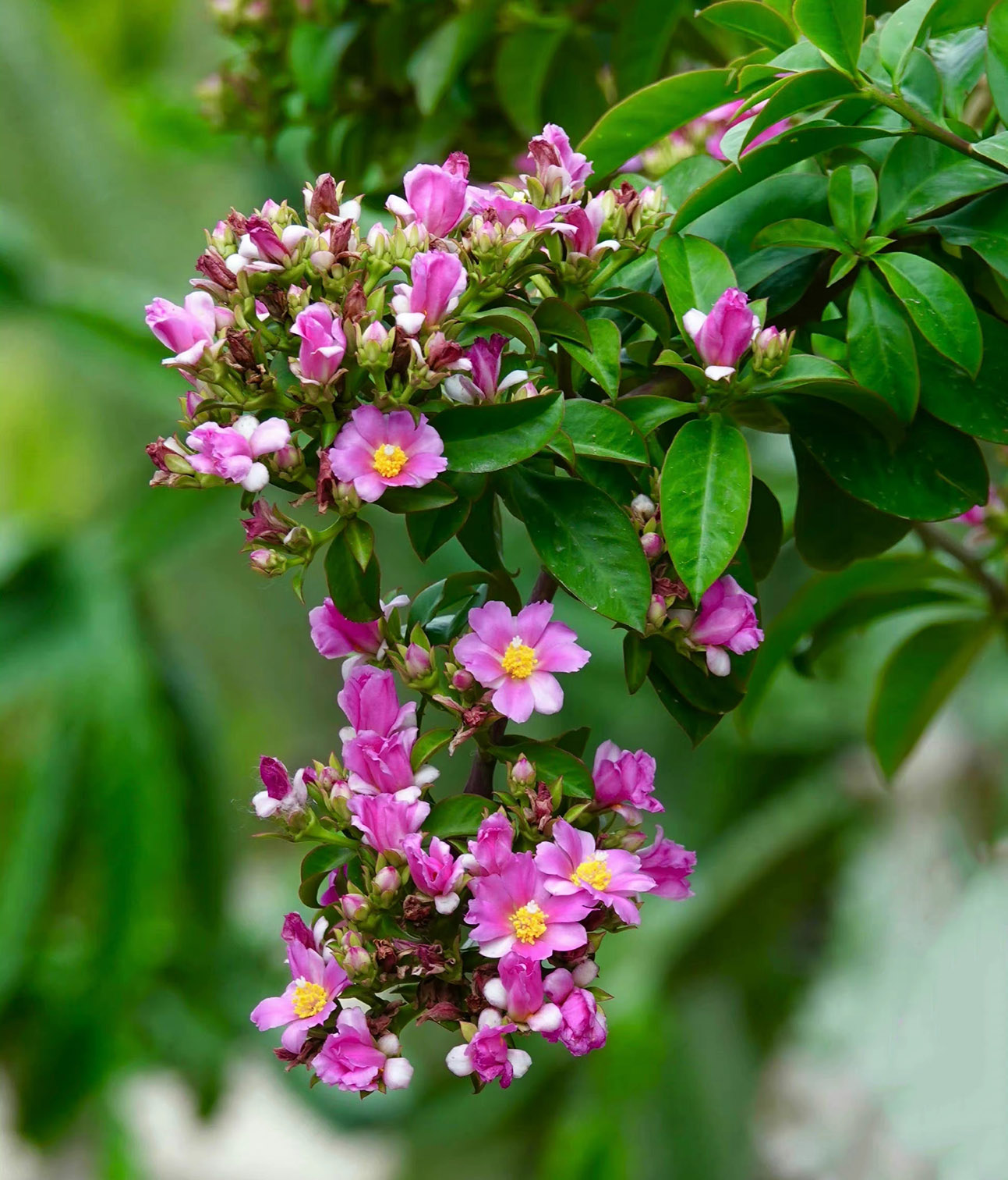 最美最惊艳的仙人掌花,仙人掌奇花图片大全
