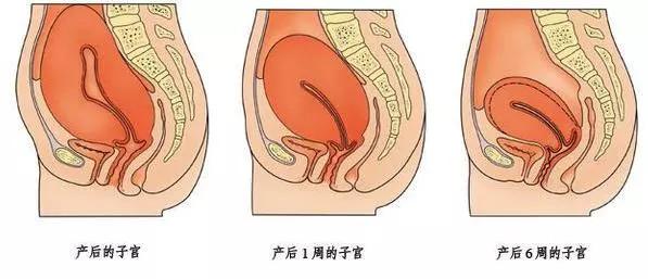 科普|人生第一所房子——“子宫”的恢复