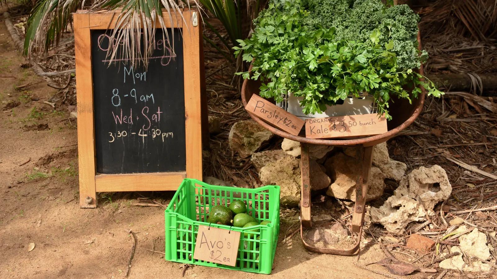 澳大利亚的岛屿有哪些出名的,澳大利亚最奇特海岛