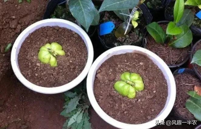 佛手瓜今年种植明年是否还能结瓜,佛手瓜要切开用里面的种子种植