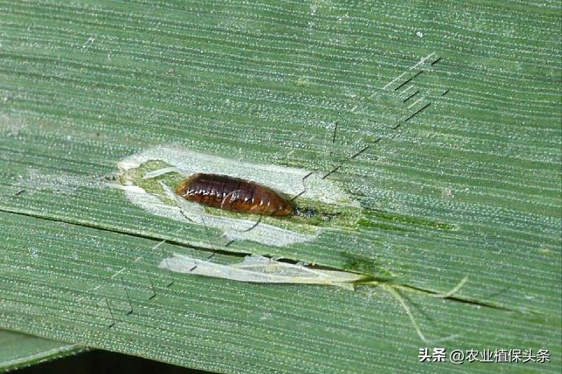 昆虫的习性与行为与害虫防治,害虫防治与昆虫分类