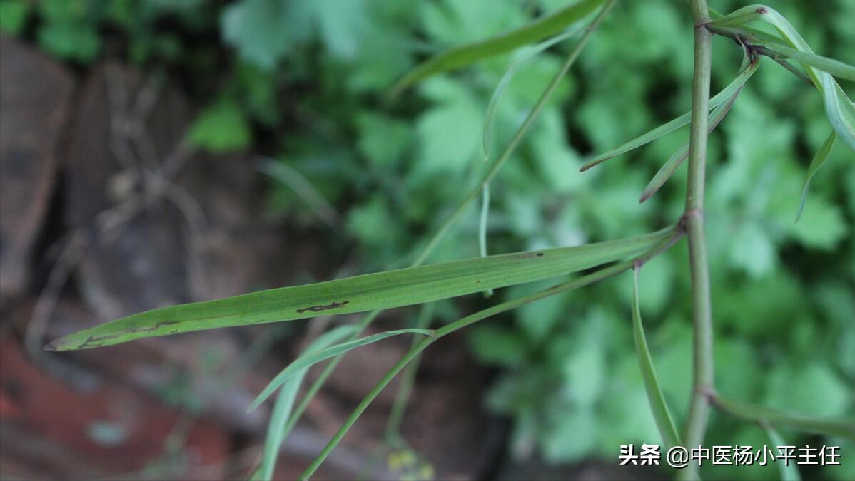 胃胀胃疼小偏方,快速治疗胃疼胃胀的方子