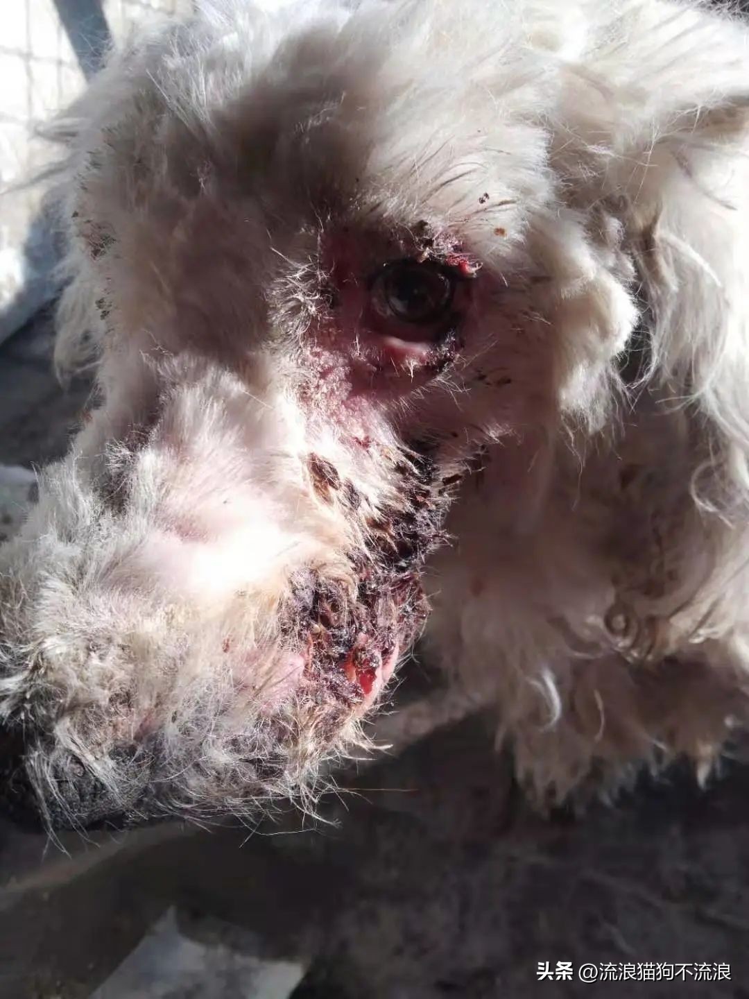 古牧生病前兆,古牧被遗弃了