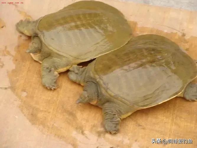 佛罗里达鳖会泛滥成灾吗,佛罗里达鳖在我国多省出现