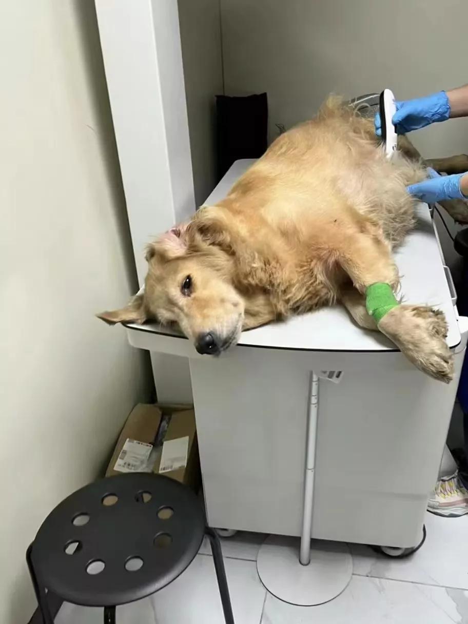 金毛生病不爱吃饭怎么办,金毛生病好转怎么吃食