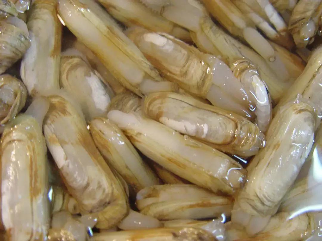 盘点15种常吃的小海鲜,100种海鲜吃法大全