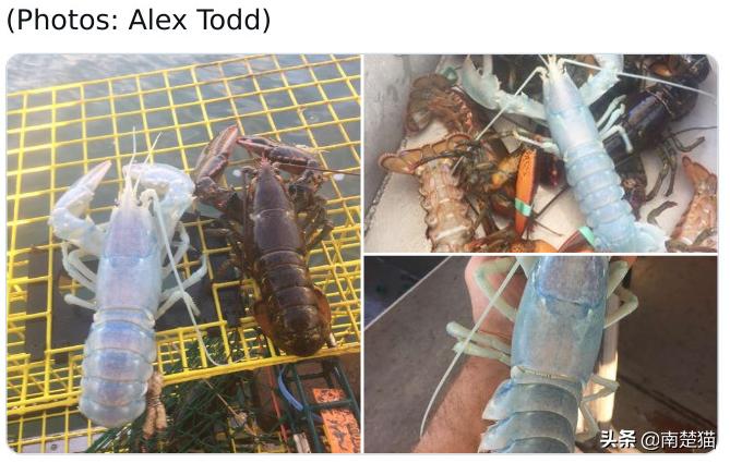 分享各种各样的动物,保证你没见过的20种新动物