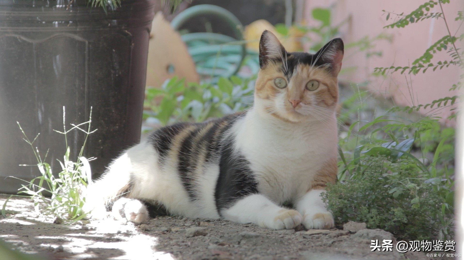 宠物三花猫和田园三花猫区别,三花猫三色代表什么