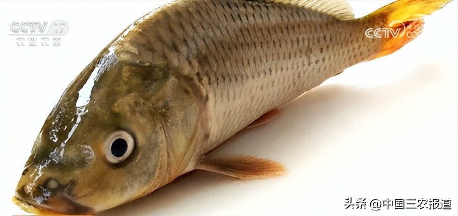 休渔期到来但这些海鲜仍可以选择,休渔期能实现海鲜自由吗