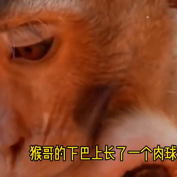 瘊子长脸上怎么办,猴子脸上长瘊子