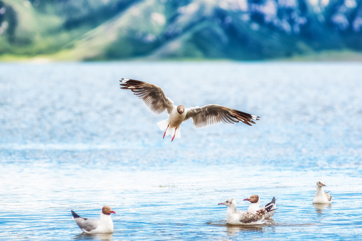 光圈调整技巧,摄影中光圈大小怎么选择